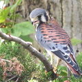 American Kestrel (Falco sparverius) in Central Illinois, USA